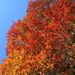 20081012_royalbotanicgardenskew_181